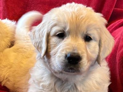 🐾 Beautiful Golden Retriever puppies in Limerick are looking for their Forever Homes 🐾